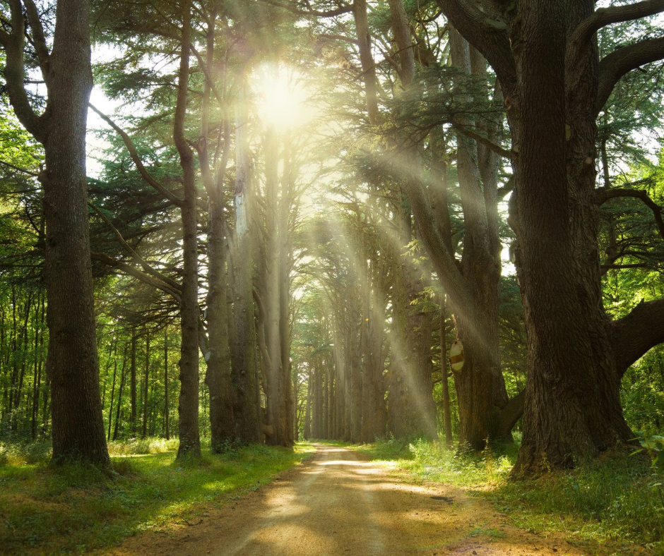 About Sonnenlicht auf Waldpfad The Slow Edit