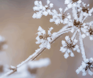 Makroaufnahme winterlicher Pflanzen, bedeckt mit feinem Frost und Eiskristallen.