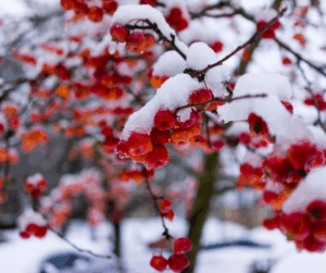 Verschneite rote Winterbeeren an einem Ast - natürlicher Farbtupfer in der kalten Jahreszeit.