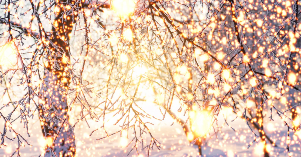 Vereiste Winterzweige im warmen goldenen Licht – ein stiller, magischer Moment im Dezember.