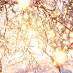 Vereiste Winterzweige im warmen goldenen Licht – ein stiller, magischer Moment im Dezember.